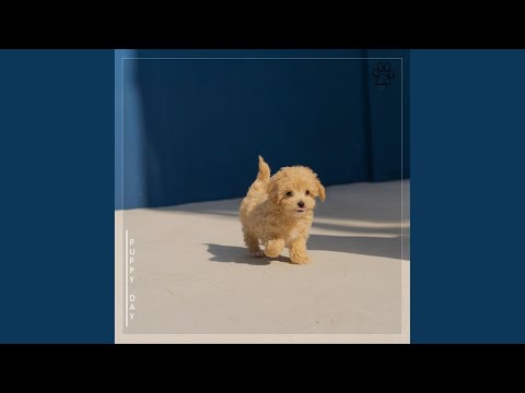 犬 10위 @강아지의 하루 - Topic