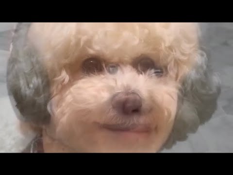 犬 4위 @쩜.
