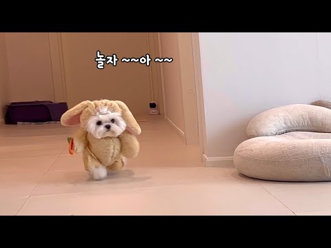 犬 20위 @미소아라TT