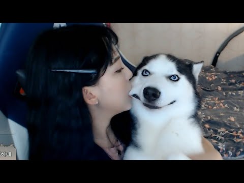 Perro Videos populares 5 @까꿍이,애개